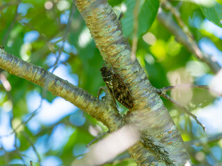 新緑の木にとまるアブラゼミ