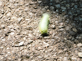 クスサンという蛾の幼虫