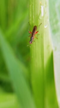 marsh fly (Sciomyzidae) on leaf