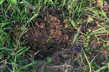 Cow dung was eaten by dung beetles and the soil was removed from inside. Similarly, cow dung mixed with soil increases the fertility of the land.