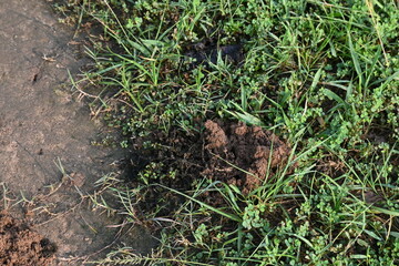 Cow dung was eaten by dung beetles and the soil was removed from inside. Similarly, cow dung mixed with soil increases the fertility of the land.