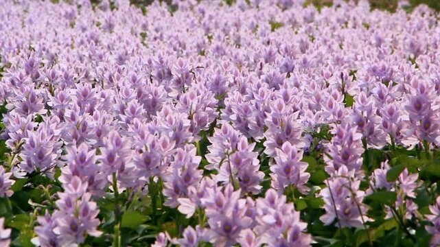 Slow Motion Wide Shot of a Vast Field of Blooming Purple Water Hyacinths in Tongi, Dhaka, Bangladesh, Gently Swaying in a Light Breeze Under Soft Daylight