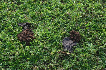 Obraz premium Cow dung was eaten by dung beetles and the soil was removed from inside. Similarly, cow dung mixed with soil increases the fertility of the land.