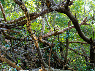 台風で倒れた山の木々