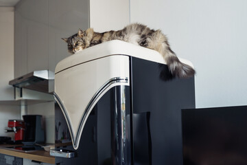 large domestic fluffy cat Maine Coon breed lies sleeping on refrigerator