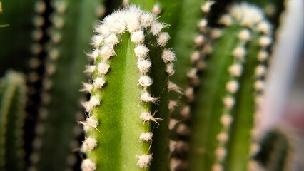 Close-up texture of a small green cactus with sharp spines, showing detailed patterns and natural color, perfect for backgrounds, nature, and botanical concepts.