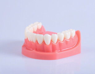 Obraz premium 치아모형 아랫니