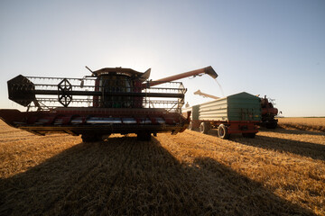 Fototapeta premium Farm machinery working together in a golden wheat field.