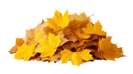 Autumn leaves isolated on transparent background with warm yellow and brown colors