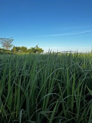 Background Nature Photo