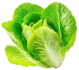 Obraz premium Realistic illustration of a single lettuce leaf with slightly crinkled edges and vibrant green color perfectly captured
