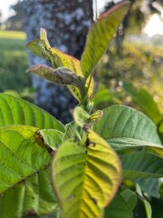 Background Nature Photo