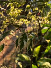 Background Nature Photo