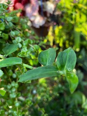 Background Nature Photo