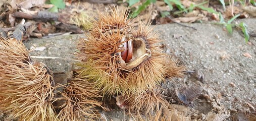 밤송이