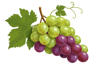 Fototapeta premium Bunch of Green and Purple Grapes with Leaves.