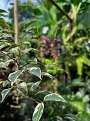 Background Nature Photo