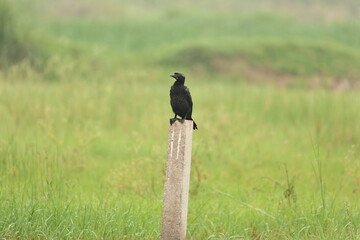 Cormorant in Jungle
