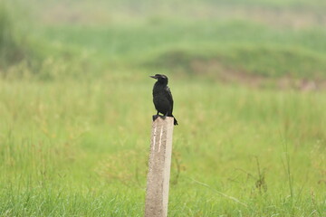Cormorant in Jungle