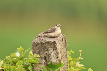 Prinia