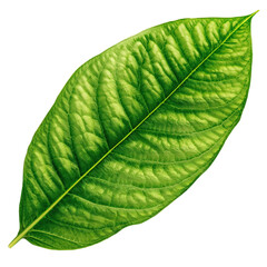 Obraz premium Premium Kratom Vendor Leaf – High-Quality Kratom for Sale