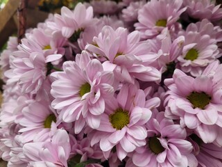 Naturaleza: el edén de os crisantemos 