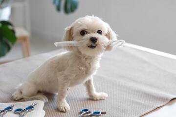 Cute Maltese dog with grooming accessories sitting on table in salon