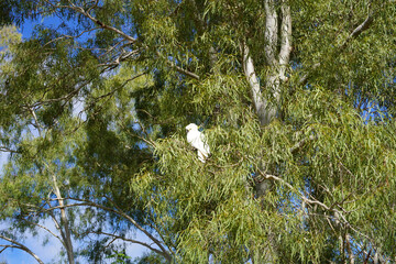 Cockatoo in a gum tree, its natural habitat