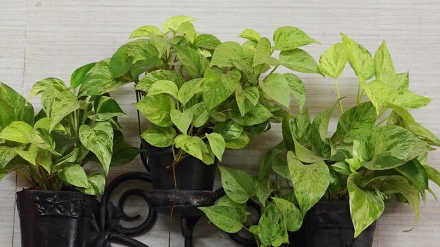 Marble Queen Pothos in shop