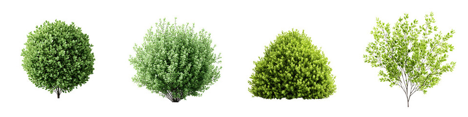 Variety of Green Ornamental Bushes Set on White Background