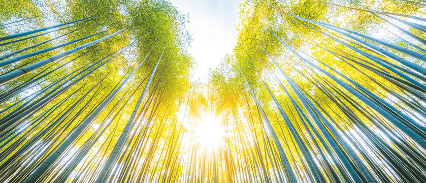 Sunlit Bamboo Forest:  Tall stalks reach skyward, bathed in golden light