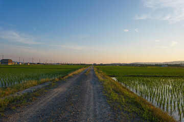 Rice paddy fields at sunset	