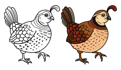 Cute quail cartoon  coloring