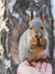 A squirrel in the autumn eats nuts from a human hand. Eurasian red squirrel, Sciurus vulgaris
