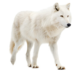 white wolf isolated on white