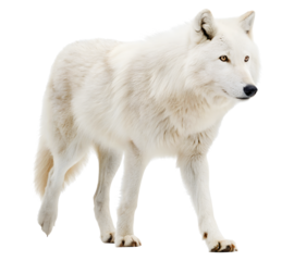 white wolf isolated on white
