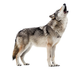 Obraz premium Howling gray wolf with head tilted upward isolated on transparent background png 