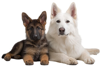 A brown German Shepherd puppy and a white adult Swiss Shepherd dog lying together looking attentively at the camera with erect ears.