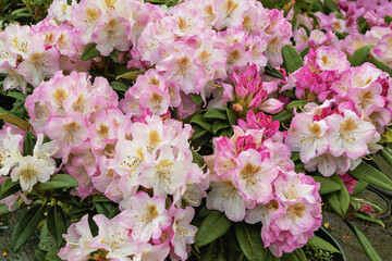 Rhododendron Gomer Waterer blooms in bright shades in spring.