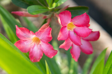 pink flower in the garden
