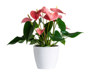 Pink flower blooming in a pot with green leaves and spring vibes