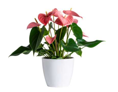 Pink flower blooming in a pot with green leaves and spring vibes