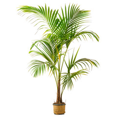 Indoor potted palm tree on black background, home decor