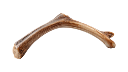 A single deer antler for rustic cabin decor and autumn home styling