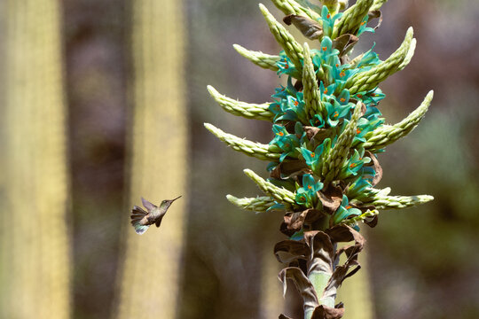 Picaflor y puya o chagual 