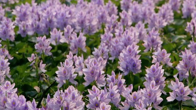 Slow Motion Wide Shot of a Vast Field of Blooming Purple Water Hyacinths, Gently Swaying in a Light Breeze Under Soft Daylight