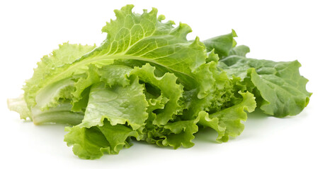 Fresh romaine green leafy lettuce on white background