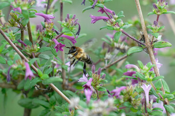 Honey bee flighting on the the baby lilac shrub (Leptodermis oblonga)