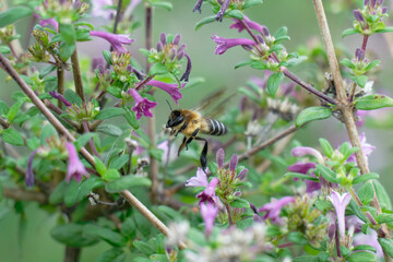 Honey bee flighting on the the baby lilac shrub (Leptodermis oblonga)