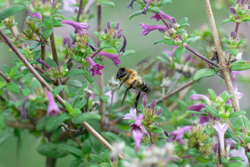 Honey bee flighting on the the baby lilac shrub (Leptodermis oblonga)